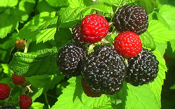 What is a Black Raspberry?